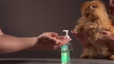 Büyük kırmızı kedi esprisi dezenfeksiyon için el dezenfektanı sıkar. Ev sahibesinin yardımıyla bunu yapar ve masadan kalkar.