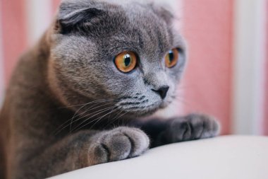 Gri İngiliz parlak turuncu gözleri ile kedi