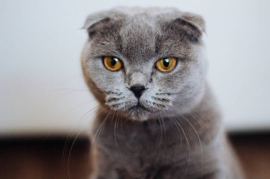 Gri İngiliz parlak turuncu gözleri ile kedi