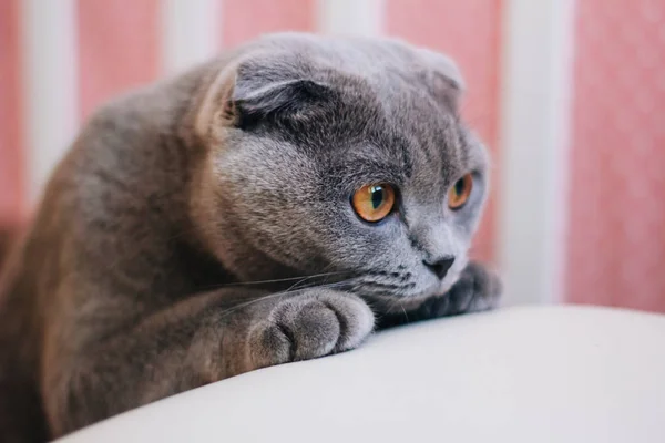 Gato Britânico Cinza Com Olhos Alaranjados Brilhantes — Fotografia de Stock