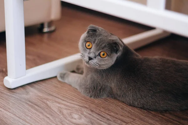 Gri İngiliz parlak turuncu gözleri ile kedi