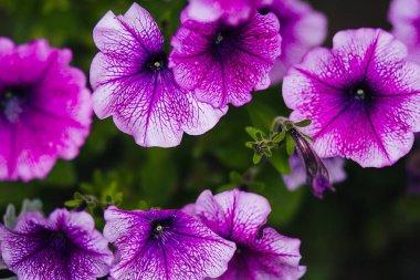 Doku. Mor çiçekler çiçek yatakta. Arka plan bulanıklık