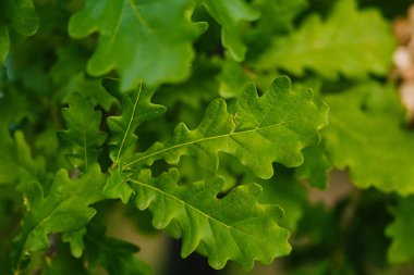 Doku. Parlak yeşil yaprakları meşe. Yaz güneşi. Arka plan bulanıklık. Yağmurdan sonra Yeşiller. Yapraklarda çiy
