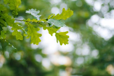 Doku. Parlak yeşil yaprakları meşe. Yaz güneşi. Arka plan bulanıklık. Yağmurdan sonra Yeşiller. Yapraklarda çiy