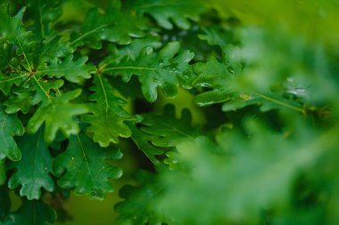 Doku. Parlak yeşil yaprakları meşe. Yaz güneşi. Arka plan bulanıklık. Yağmurdan sonra Yeşiller. Yapraklarda çiy