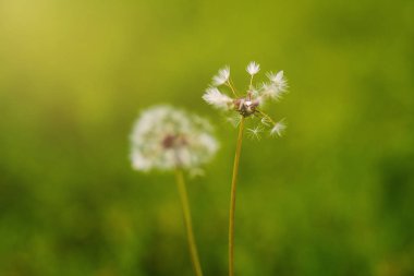 Doku. Kabarık karahindiba çimenlerin üzerine büyür. Arka plan bulanıklık. Güneş ışığı