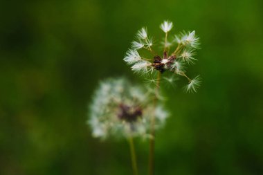 Doku. Kabarık karahindiba çimenlerin üzerine büyür. Arka plan bulanıklık. Güneş ışığı