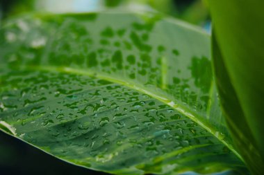 doku. Büyük yeşil yaprakları. Çiğ Parlatıcı güneşin altında bırakır. Yağmur sonrası yaprak