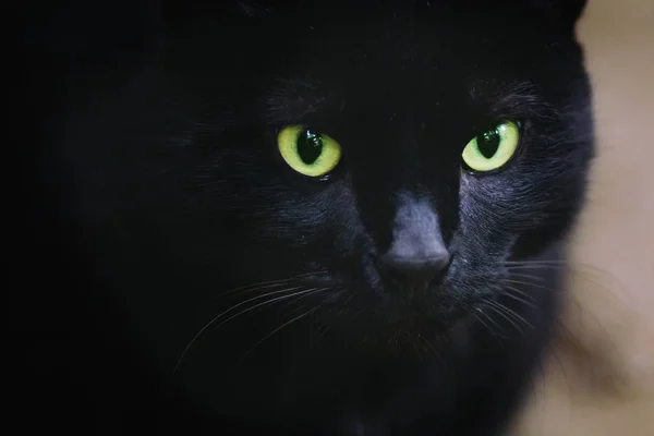 Gato Grande Preto Com Olhos Verdes Animais Selvagens Sob Chuva — Fotografia de Stock