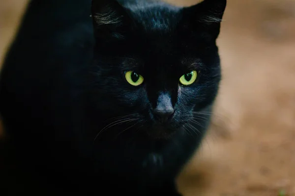 Schwarze Raubkatze Mit Grünen Augen Streunende Tiere Unter Regen — Stockfoto