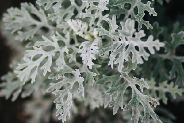 Textura Folhas Brancas Flores Canteiro Flores — Fotografia de Stock