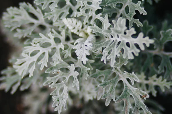 Textur Vita Blad Blommor Blomsterrabatten — Stockfoto