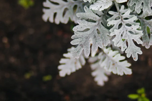 Textur Vita Blad Blommor Blomsterrabatten — Stockfoto