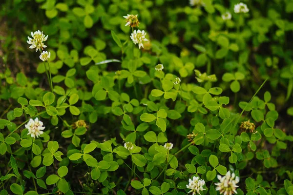 Textura Grama Verde Erva Daninha Relvado — Fotografia de Stock