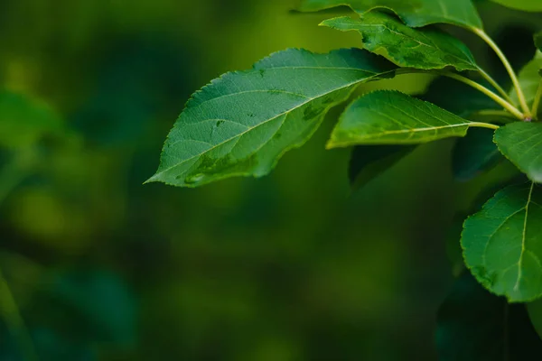 Textur Grüne Blätter Des Baumes — Stockfoto