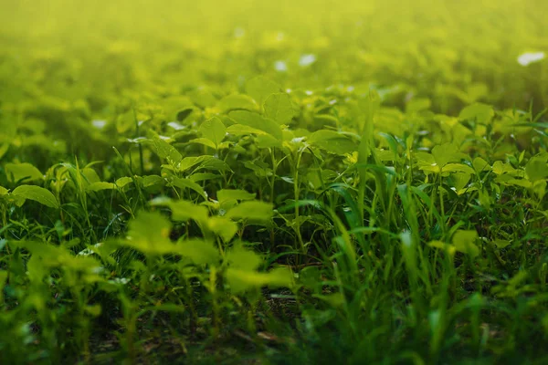 Textur Grünes Gras Unkraut Auf Dem Rasen — Stockfoto