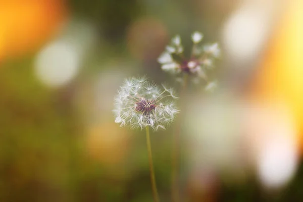 Texture Fluffy Dandelion Grows Lawn Background Blur Sunlight — Stock Photo, Image