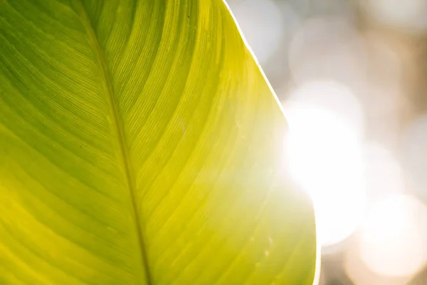 Textur Große Grüne Blätter Transparente Folie Bei Sonnenuntergang Hintergrund Verschwimmt — Stockfoto