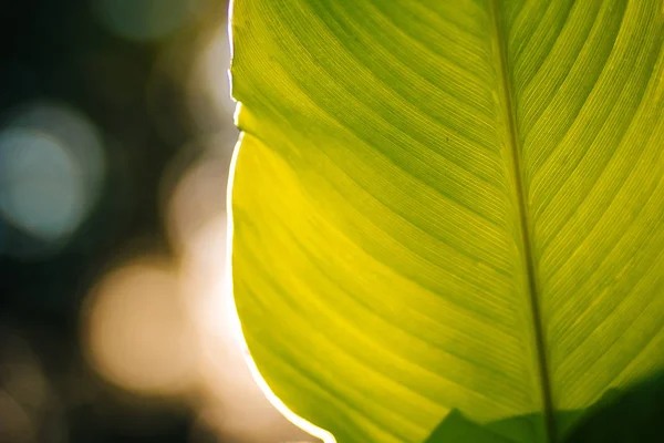 Textur Große Grüne Blätter Transparente Folie Bei Sonnenuntergang Hintergrund Verschwimmt — Stockfoto