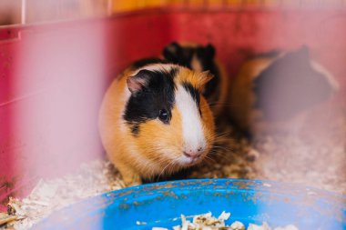 Gine domuzu talaş içinde oturur. Evcil kemirgen ailesi