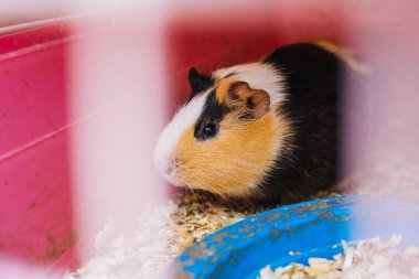 Gine domuzu talaş içinde oturur. Evcil kemirgen ailesi