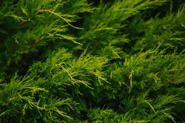 Yeşil duvar. Thuja ağaçları. Kozalaklı. Bahçedeki yeşillik