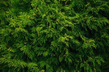 Yeşil duvar. Thuja ağaçları. Kozalaklı. Bahçedeki yeşillik