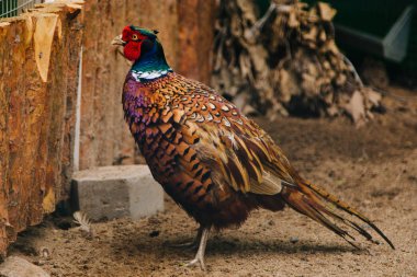 Altın sülün. Kümes hayvanları deposu. Parlak Tüylü Kuş