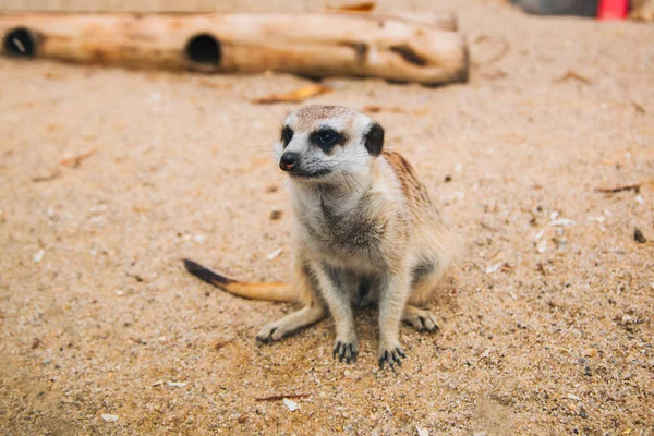 砂地の茶色のmeerkat 。木ノ瀬哺乳類 — ストック写真