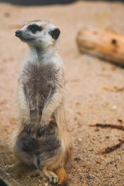 Hnědá meerkat v písčité oblasti. Mangustští savci — Stock fotografie