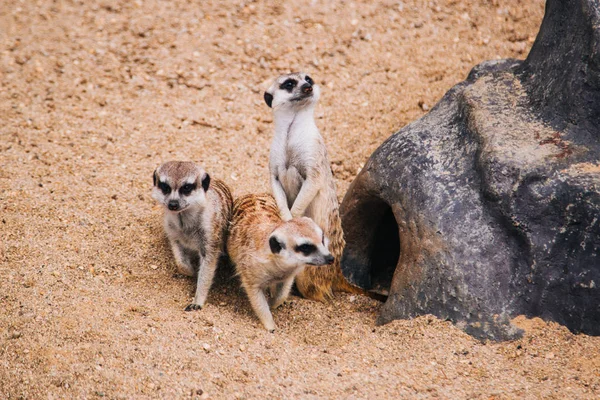 Hnědá meerkat v písčité oblasti poblíž kamenné jeskyně. Mangustští savci — Stock fotografie
