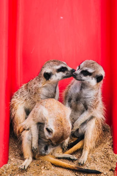 Brown meerkat in a sandy area near a stone cave. Mammoths from the mongoose family. Love among animals — Stock Photo, Image