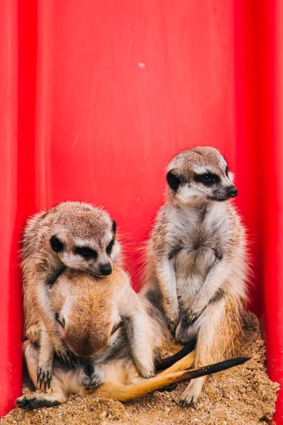 Brown meerkat en una zona arenosa cerca de una cueva de piedra. Mamut de la familia mongosa. Amor entre los animales —  Fotos de Stock