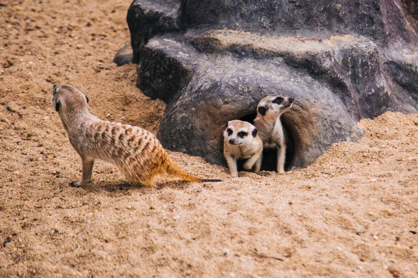 Hnědá meerkat v písčité oblasti poblíž kamenné jeskyně. Mangustští savci — Stock fotografie