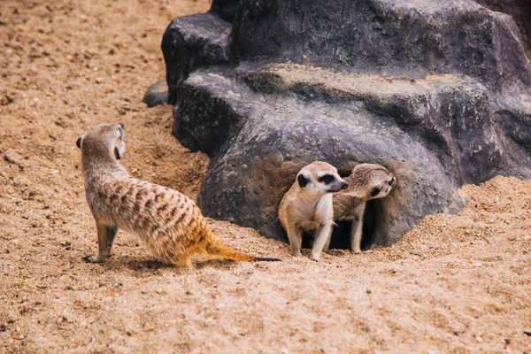 Brown meerkat in a sandy area near a stone cave. Mongoose Mammals — Stock Photo, Image