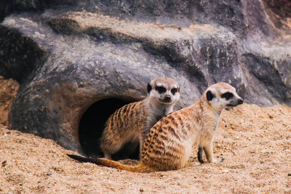 Brown meerkat i ett sandigt område nära en stengrotta. Däggdjur av mongoose — Stockfoto