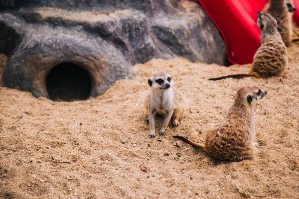동굴 근처 모래가 많은 지역에서 갈색 미어캣 이 발견되었습니다. 몽구스 포유류 — 스톡 사진