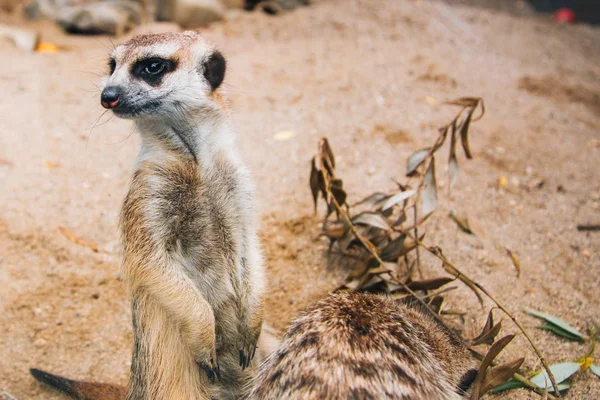 Brown meerkat i ett sandigt område. Däggdjur av mongoose — Stockfoto