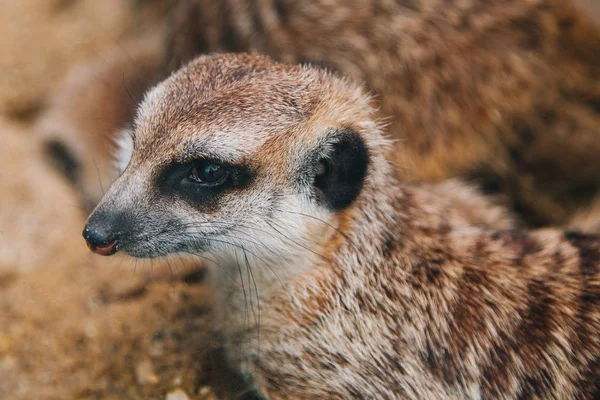 Hnědá meerkat v písčité oblasti. Mangustští savci — Stock fotografie