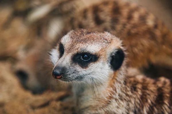 Brown meerkat i ett sandigt område. Däggdjur av mongoose — Stockfoto