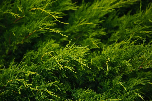 Muralha verde. Thuja árvores. Coníferas. vegetação no jardim — Fotografia de Stock