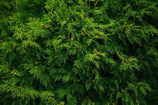 Muralha verde. Thuja árvores. Coníferas. vegetação no jardim — Fotografia de Stock
