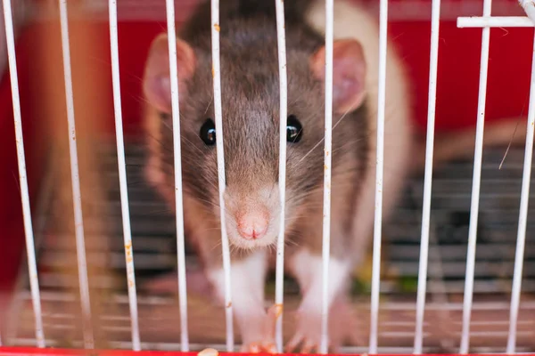 Zwart-wit rat in een kooi. als huisdier gehouden knaagdieren Stockafbeelding