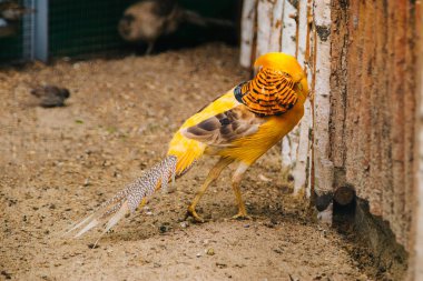 Altın sülün. Kümes hayvanları deposu. Parlak Tüylü Kuş