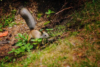 Sincap ormanda fındık kazar. Yemeğini saklıyor. Hisse senetleri