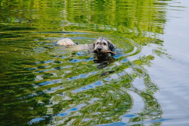 Dişinde bir sopayla havuzda yüzen bir köpek. Islak köpek. Evcil hayvan banyosu