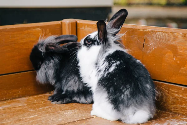 Dos conejos decorativos están sentados en una caja de madera. — Foto de Stock