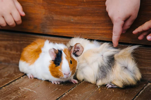 Guinea pig sits in a wooden box. Pet rodent family — Stock Photo, Image