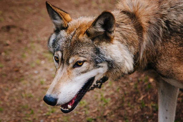 A gray wolf with yellow eyes walks through the forest. — Stock Photo, Image