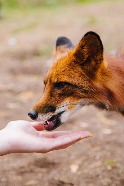 Прирученный, рыжий лис ест с рук. — стоковое фото